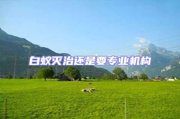 白蟻滅治還是要專業機構