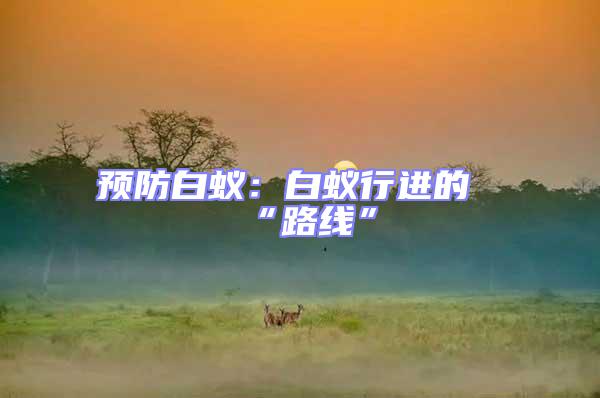 預防白蟻:白蟻行進的“路線”
