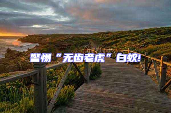 警惕“無齒老虎”白蟻!