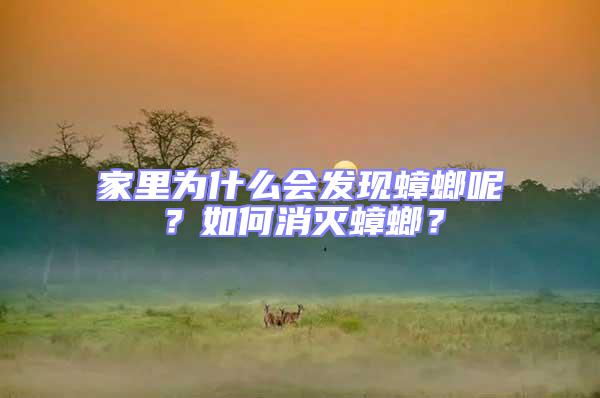 家里為什么會發現蟑螂呢？如何消滅蟑螂？