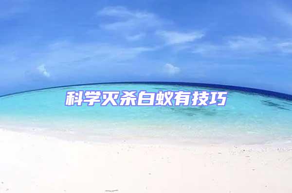 科學滅殺白蟻有技巧