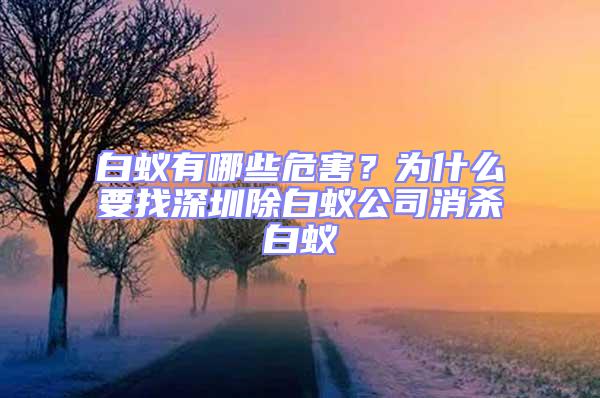 白蟻有哪些危害?為什么要找深圳除白蟻公司消殺白蟻