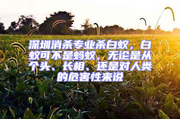 深圳消殺專業(yè)殺白蟻，白蟻可不是螞蟻，無論是從個(gè)頭、長相、還是對人類的危害性來說