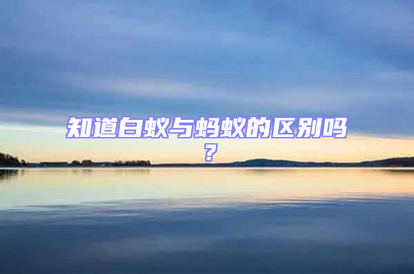 知道白蟻與螞蟻的區別嗎?