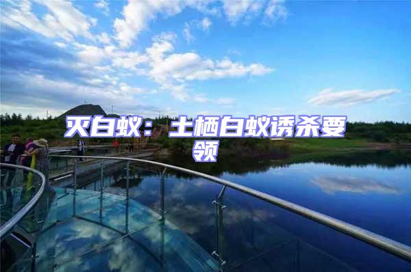 滅白蟻:土棲白蟻誘殺要領