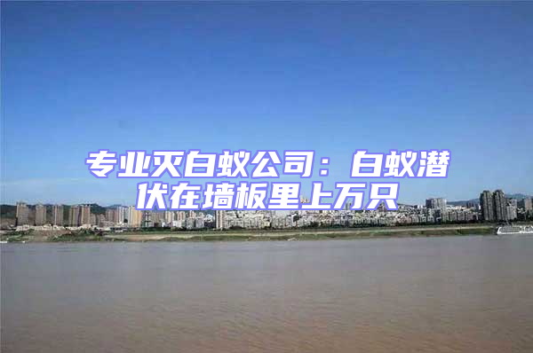 專業(yè)滅白蟻公司:白蟻潛伏在墻板里上萬只