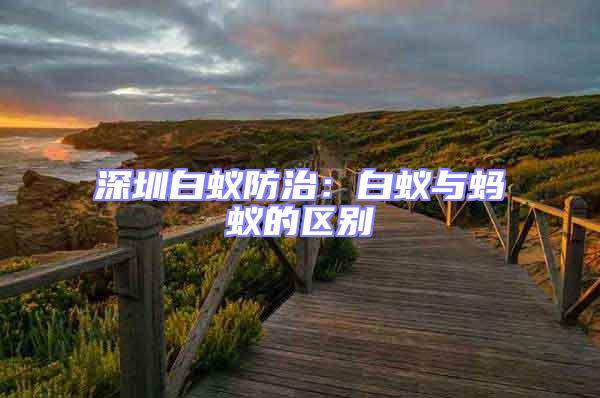 深圳白蟻防治:白蟻與螞蟻的區別