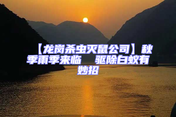 【龍崗殺蟲滅鼠公司】秋季雨季來臨 驅除白蟻有妙招