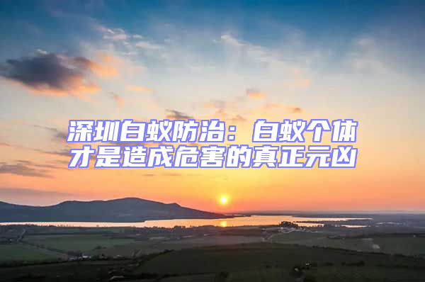 深圳白蟻防治:白蟻個體才是造成危害的真正元兇