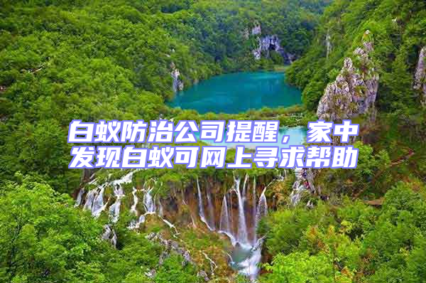 白蟻防治公司提醒，家中發現白蟻可網上尋求幫助