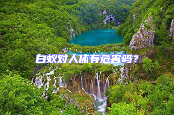 白蟻對人體有危害嗎？