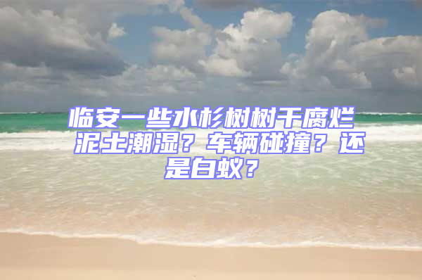 臨安一些水杉樹樹干腐爛 泥土潮濕?車輛碰撞?還是白蟻?