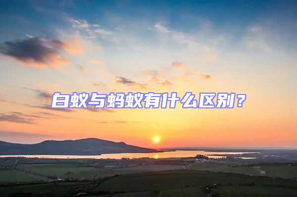 白蟻與螞蟻有什么區別?