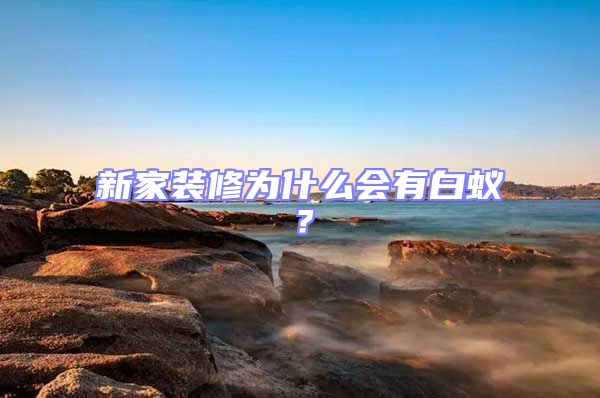 新家裝修為什么會有白蟻?