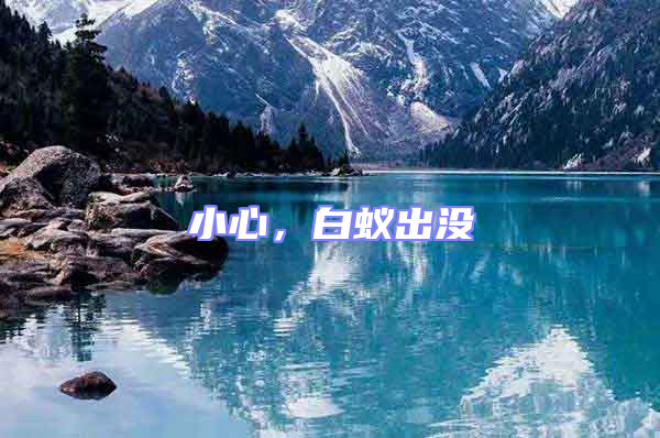 小心，白蟻出沒