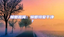 蟑螂趣聞：蟑螂特愛(ài)干凈？