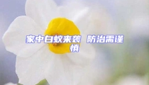 家中白蟻來(lái)襲 防治需謹(jǐn)慎