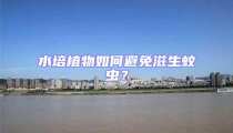 水培植物如何避免滋生蚊蟲？