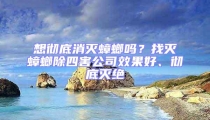 想徹底消滅蟑螂嗎？找滅蟑螂除四害公司效果好、徹底滅絕