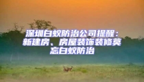 深圳白蟻防治公司提醒：新建房、房屋裝飾裝修莫忘白蟻防治
