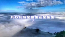 螞蟻到底是益蟲還是害蟲？