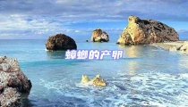 蟑螂的產(chǎn)卵