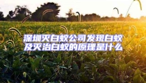 深圳滅白蟻公司發(fā)現白蟻及滅治白蟻的原理是什么