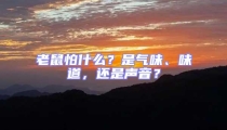 老鼠怕什么？是氣味、味道，還是聲音？
