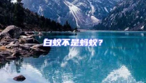 白蟻不是螞蟻？