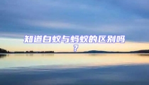 知道白蟻與螞蟻的區別嗎？