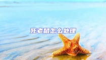 死老鼠怎么處理