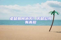 老鼠如何消滅？滅鼠公司有高招