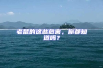 老鼠的這些危害，你都知道嗎？