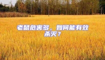 老鼠危害多，如何能有效殺滅？