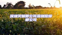 深圳滅蟑螂公司深圳除蟑螂公司